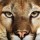 Mountain Lion Available Today From the Mac App Store